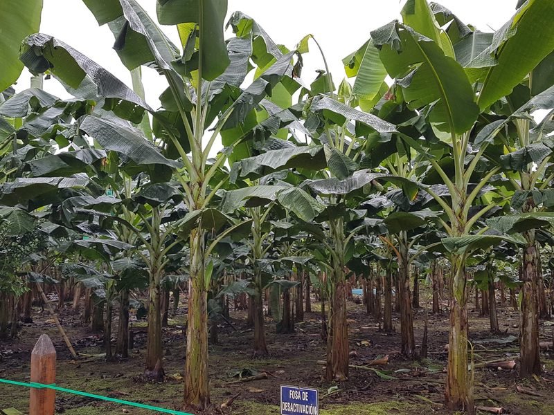 Cultivo de plátano fertirrigado