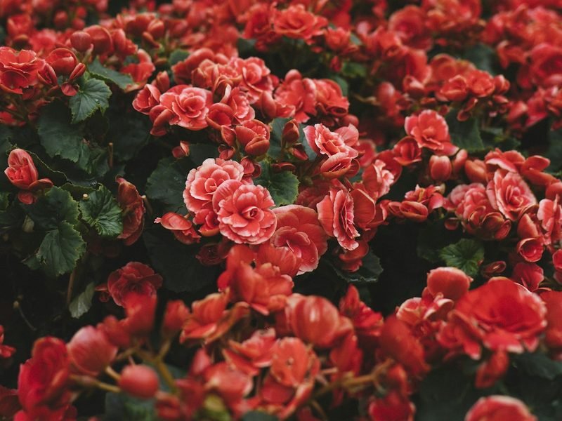 Cultivo de flores con fertirrigación
