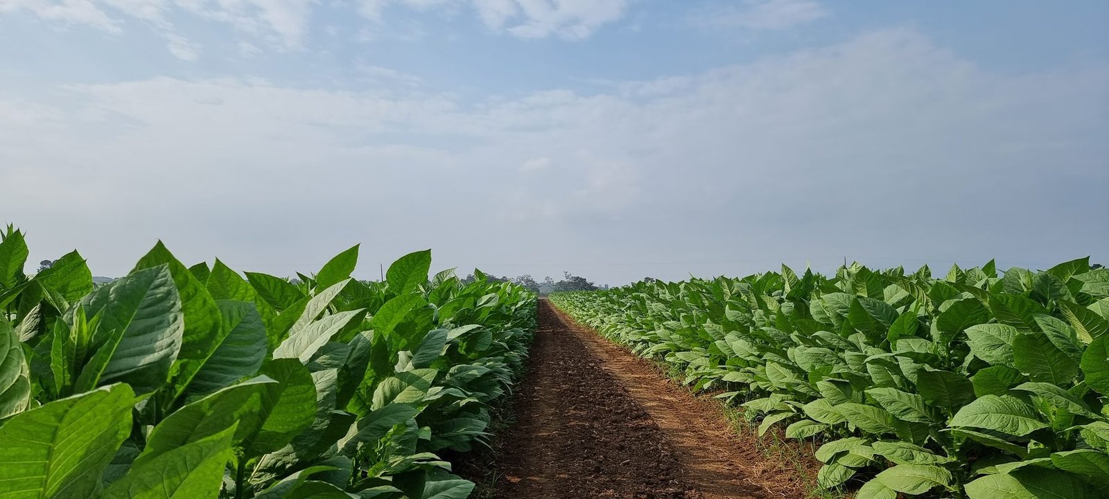Finca con fertirriego Nutririego en Ecuador