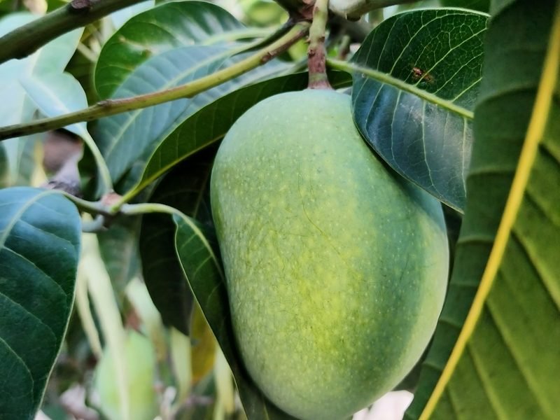 Cultivo de mango con fertirrigación