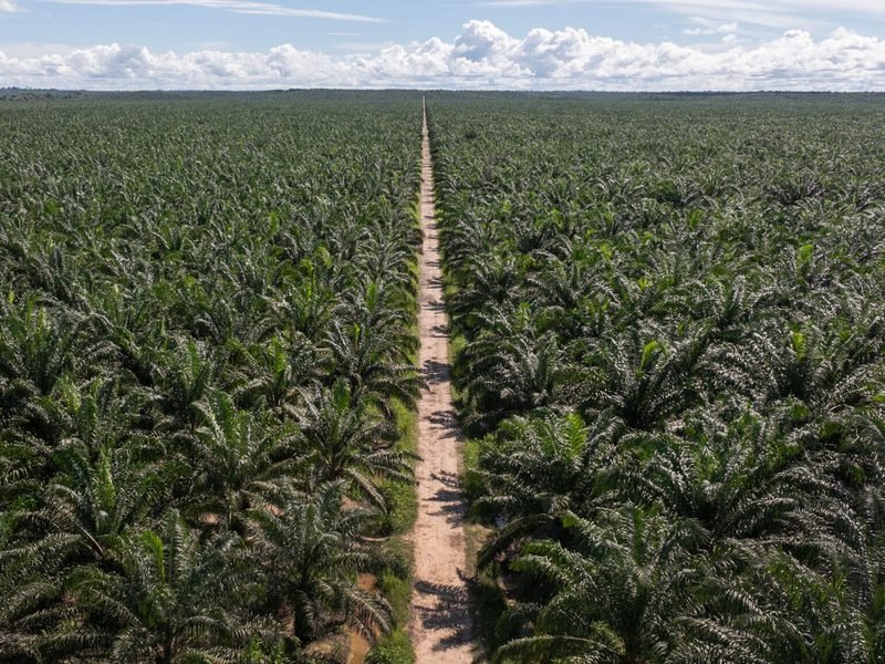 Palma aceitera con fertirrigación