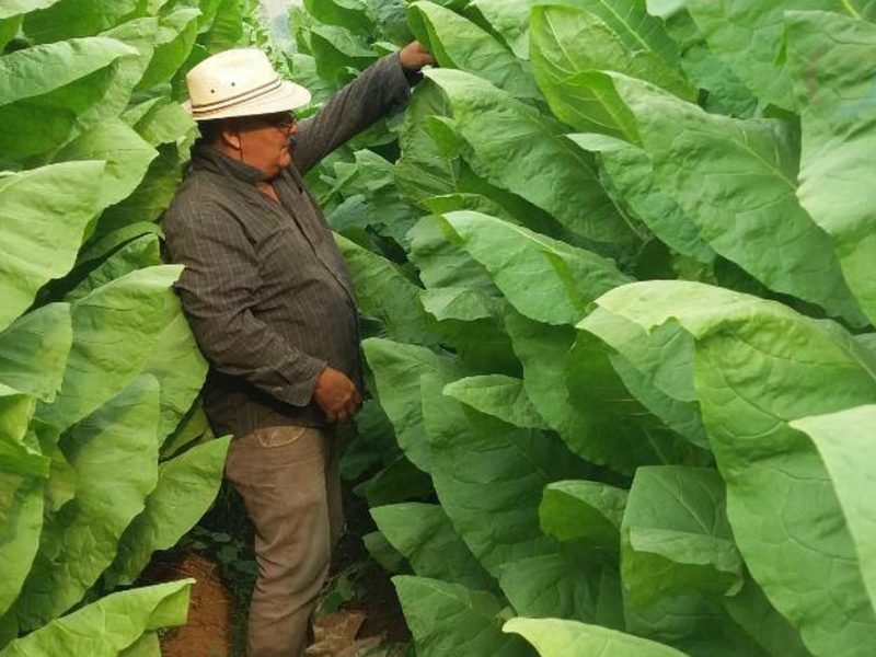 Cultivo de tabaco con fertirrigación